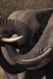 Botswana: Trouble in the Elephant Sanctuary