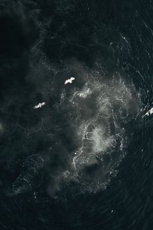 The-Whale-and-the-Raven