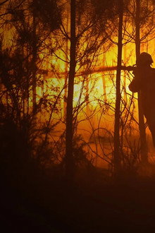 Sauvons nos Forêts
