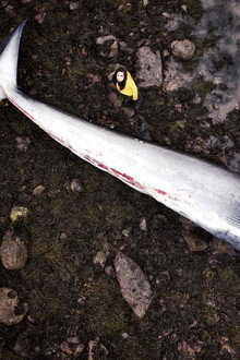 What Killed the Whale?