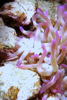 Scuba Sam's World