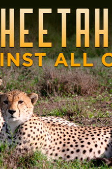 Cheetahs Against All Odds