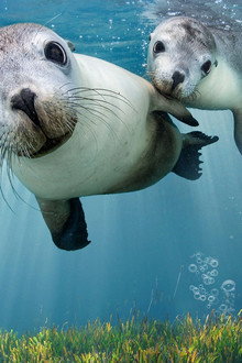 Sea Lions: Life By a Whisker