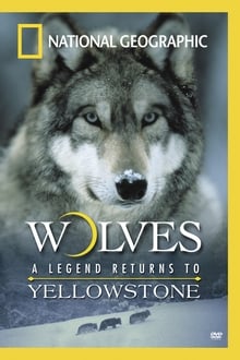 Poster do filme Wolves: A Legend Returns to Yellowstone