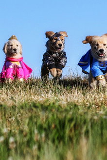 Super Buddies