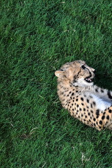 Unlikely Animal Friends