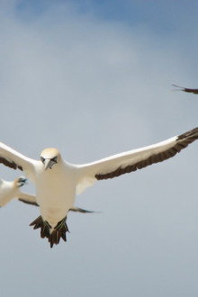Gannets: The Wrong Side of the Run