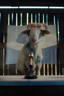 Sheep