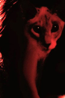 Kat