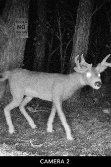 Posted No Hunting