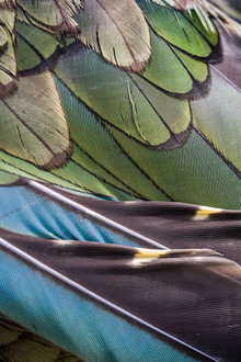 The Birds of Play