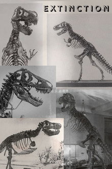Extinction