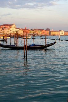 Wild-Venice