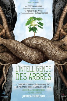 L'intelligence des Arbres