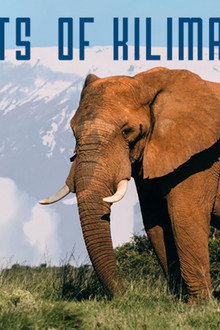 Elephants of Kilimanjaro