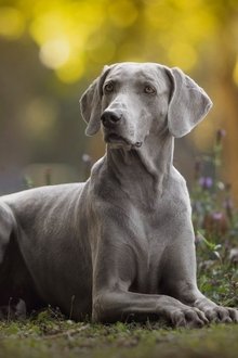 Dogs-101