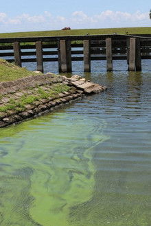 Toxic Puzzle: O Assassino Oculto