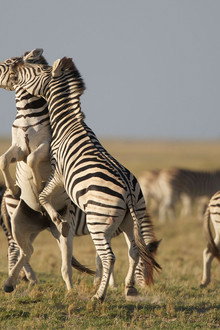 Nature: Great Zebra Exodus