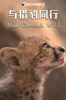 Man Cheetah Wild