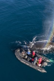 Whales-in-a-Changing-Ocean