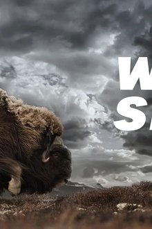 Wild-Sky