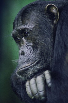 Kingdom of the Apes: Battle Lines