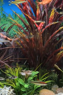 Relaxing Aquarium