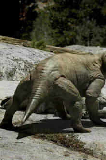 Leaps In Evolution