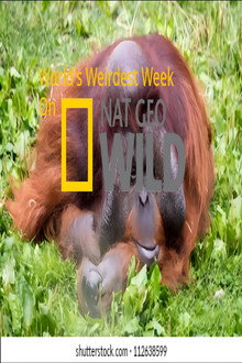 World's Weirdest Week