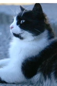 Photo of Aslan Parcasi