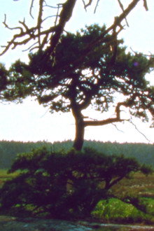 Jasper Beach and The Salt Marsh