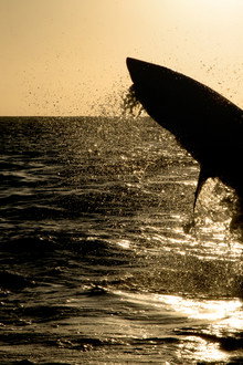 Big Sharks Rule