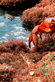 The Giant Robber Crab