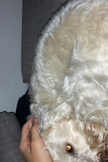 A Dog's Day