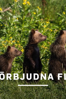 Den förbjudna floden