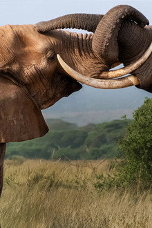 Tusker: Brotherhood of Elephants