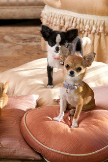 Beverly Hills Chihuahua 2