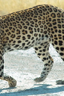 Le guépard, cet élégant chasseur d'Afrique