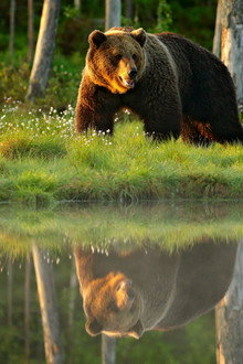 Animals Like Us