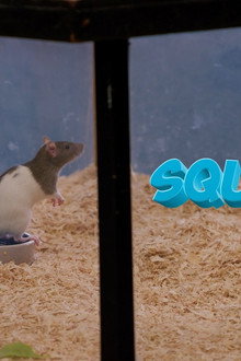 Squeaky the Rat
