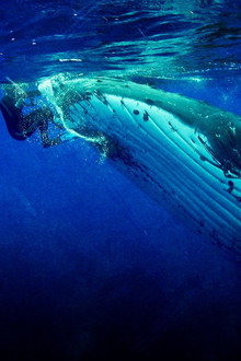 Whale Guardian