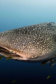 Le long voyage d'un requin-baleine