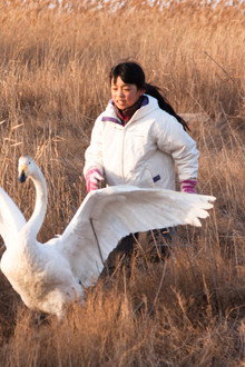 I Swan