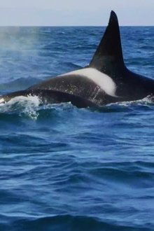 Killer-Whales-the-Mega-Hunt