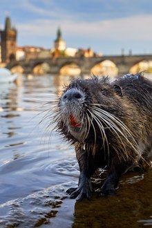 Wildes-Prag