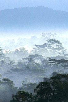 Wild Indonesia
