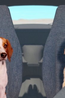 Fast-and-Furriest