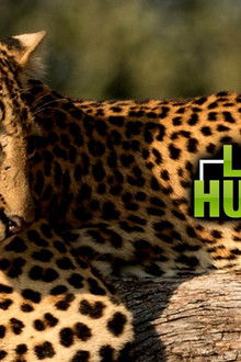 Malika-jagt---Abenteuer-einer-Leopardin