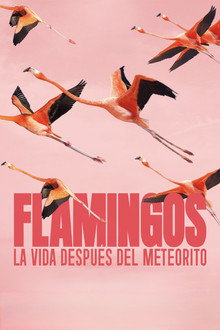 Flamingos: La vida después del meteorito
