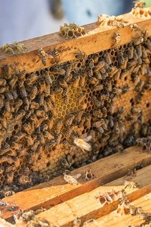 The-Last-Beekeeper